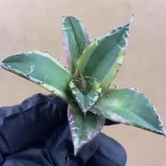 2025年最新】アガベ シーザーの人気アイテム - メルカリ