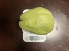 2026年最新】ハヤトウリ種の人気アイテム - メルカリ