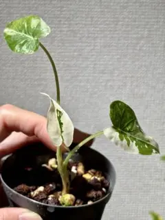 2025年最新】アロカシア オキナワシルバーの人気アイテム - メルカリ