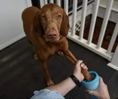 Item thumbnail for item a3c7ded0-21eb-4438-b8a3-e3fc82e6d3bc