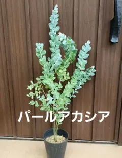 まん丸葉が可愛い❤️ ユーカリポポラス 大きめ 鉢植えN 苗 シンボル