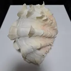 貝殻