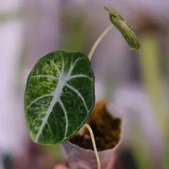 2026年最新】アロカシア 斑入り ピンクの人気アイテム - メルカリ