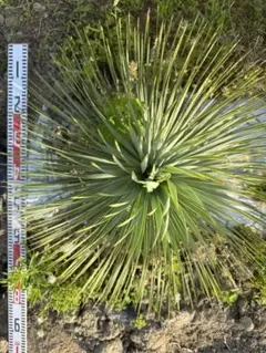 ユッカロストラータ 45苗 鉢のまま発送 - メルカリ