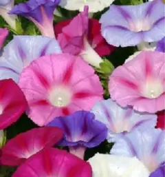 杉田二郎様 リクエスト 2点 まとめ商品