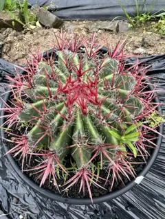 フェロカクタス レコンテ玉 サボテン - メルカリ