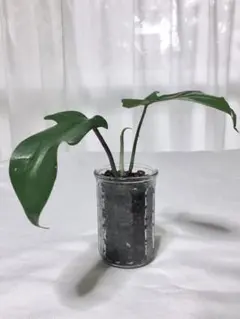 フィロデンドロンフロリダ　観葉植物のサムネイル
