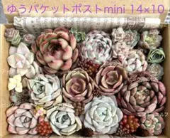 ポーリアンナ ピンクルルビー入り多肉植物セット