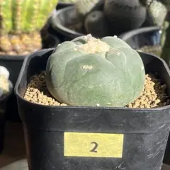 WD.com様 リクエスト 2点 まとめ商品