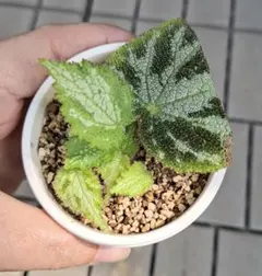山野草 オオバコ羅紗葉 斑入り - メルカリ