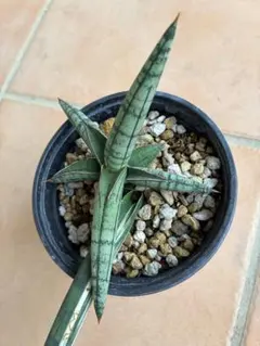 2025年最新】サンスベリア 希少の人気アイテム - メルカリ