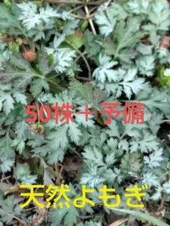 YM Sally様 リクエスト 2点 まとめ商品