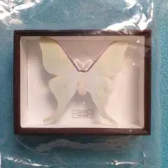 2025年最新】蝶標本 ドイツ箱の人気アイテム - メルカリ