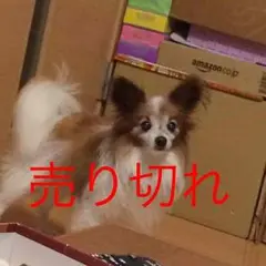 コーチ☆バッグ 正規