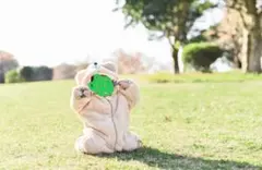 ダッフィー　着ぐるみ　80cm