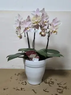 2026年最新】マザーチーク 胡蝶蘭の人気アイテム - メルカリ