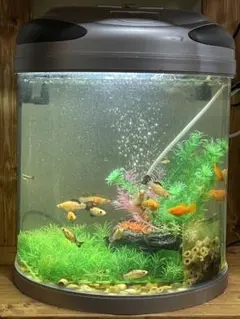 大幅値下　水槽 テトラ　ハーフムーン 40L 大幅値下 水槽 テトラ ハーフムーン 40L