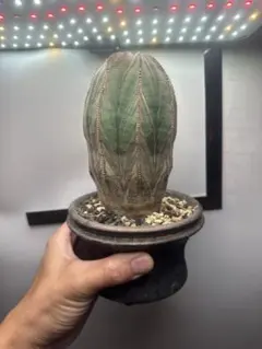 ユーフォルビア オベサ オールドオベサ 発根済み 雌株 抜き苗 - メルカリ