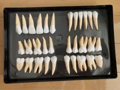 NISSIN 歯科模型 デンタルモデル 4種セット - メルカリ
