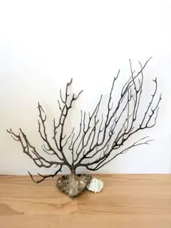 2026年最新】ウミウチワの人気アイテム - メルカリ