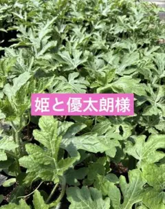 祭ばやし777 50本 8cmポット 祭りばやし まつりばやし スリーセブン