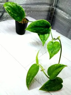 2026年最新】Scindapsusの人気アイテム - メルカリ