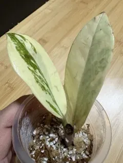 2026年最新】ザミオクルカス 斑入りの人気アイテム - メルカリ