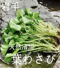 2026年最新】葉わさびの人気アイテム - メルカリ