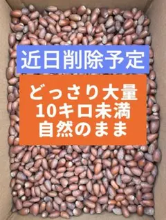 ドングリ どんぐり マテバシイ 10キロ未満　大量 大容量 エサや工作に！
