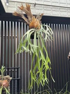 2025年最新】ウィリンキー ワイルドの人気アイテム - メルカリ