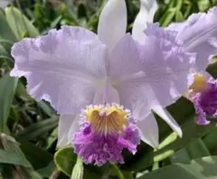 洋蘭 原種 カトレア C. lueddemanniana coeruleaのサムネイル