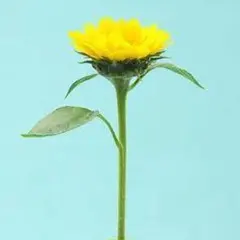 【花の種】3０粒　サンリッチアップライトオレンジ　UP　上向きのひまわり