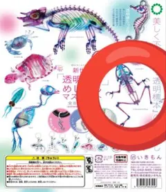 【未開封】透明標本 めじるしマスコット／トウキョウダルマガエル