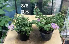 ゆきちゃん様 リクエスト 3点 まとめ商品