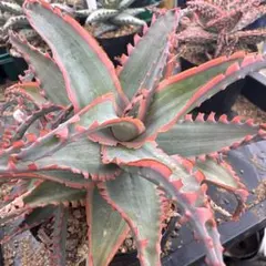 Dyckia Lucifer Otto hybrid 子株② p*h様 Dyckia Lucifer Otto hybrid 子株② - メルカリ