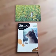 岩合光昭　写真集「海ちゃん 」 & ポストカード「菜の花畑」　岩合日出子