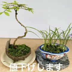 ミニ盆栽　ケヤキと竜のヒゲ2鉢で　 　かわいいのサムネイル
