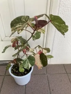 2025年最新】オオハマボウの人気アイテム - メルカリ