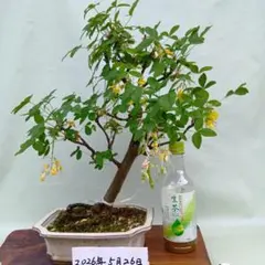 ブーゲンビリア斑入りオレンジイエローNo21 らくらくメルカリ便発送