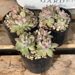 チャコ様 リクエスト 2点 まとめ商品