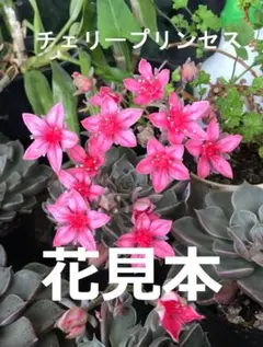 たっぷり咲かせて下さい! クルクマ シャローム 生きている球根20球