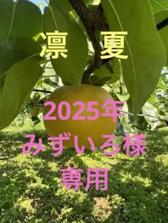 ⚠️みずいろ様専用⚠️茨城県産　梨/凛夏　秀品/フリーサイズ