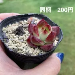 cochan様 リクエスト 2点 まとめ商品