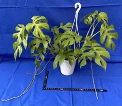 mojo様 リクエスト 2点 まとめ商品