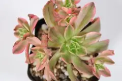 97#観葉植物 アエオニウム錦❤️ブロンズメダル錦❤️3大頭10cm 拔き苗