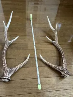 ＜値下＞【天然 日本鹿のツノ】 シカ 角 特大サイズ 値下＞【天然 日本鹿のツノ】 シカ 角 特大サイズ - メルカリ