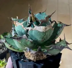 2026年最新】オアハカ アガベの人気アイテム - メルカリ