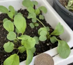 【無農薬栽培】ルッコラ苗 5株 家庭菜園・ベランダ菜園に♪のサムネイル