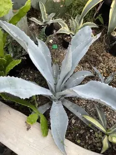 アガベ　フランゾシニー　ソートゥース　大株 アガベ』【フランゾシニー】 : 【BOTANICAL MAJESTY】