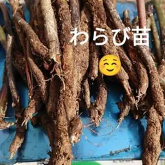 わらび苗(紀伊山地)500本 2026年最新】わらび苗の人気アイテム - メルカリ